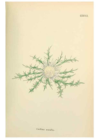 Reproducción/Reproduction 48591860147: Flowers of the Engadine.. Winchester,Printed for the Author by Warren and Son,1891.. 