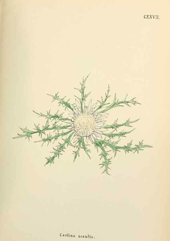 Reproducción/Reproduction 48591860147: Flowers of the Engadine.. Winchester,Printed for the Author by Warren and Son,1891.. 