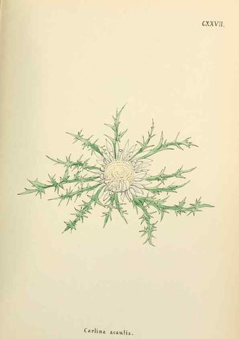 Reproducción/Reproduction 48591860147: Flowers of the Engadine.. Winchester,Printed for the Author by Warren and Son,1891.. 