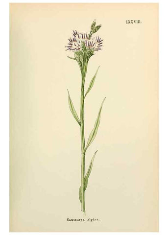 Reproducción/Reproduction 48591714876: Flowers of the Engadine.. Winchester,Printed for the Author by Warren and Son,1891.. 