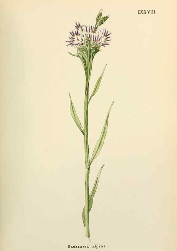 Reproducción/Reproduction 48591714876: Flowers of the Engadine.. Winchester,Printed for the Author by Warren and Son,1891.. 