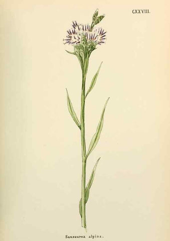 Reproducción/Reproduction 48591714876: Flowers of the Engadine.. Winchester,Printed for the Author by Warren and Son,1891.. 