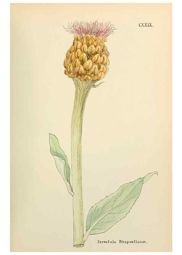 Reproducción/Reproduction 48591860922: Flowers of the Engadine.. Winchester,Printed for the Author by Warren and Son,1891.. 