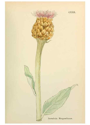 Reproducción/Reproduction 48591860922: Flowers of the Engadine.. Winchester,Printed for the Author by Warren and Son,1891.. 