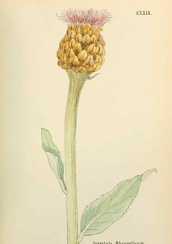 Reproducción/Reproduction 48591860922: Flowers of the Engadine.. Winchester,Printed for the Author by Warren and Son,1891.. 
