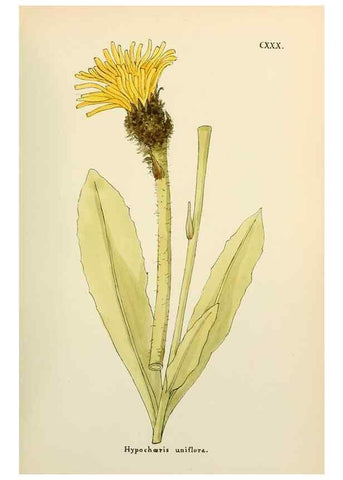 Reproducción/Reproduction 48591861292: Flowers of the Engadine.. Winchester,Printed for the Author by Warren and Son,1891.. 