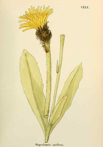 Reproducción/Reproduction 48591861292: Flowers of the Engadine.. Winchester,Printed for the Author by Warren and Son,1891.. 
