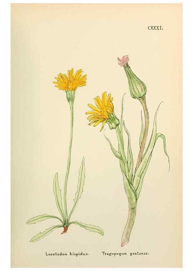 Reproducción/Reproduction 48591861642: Flowers of the Engadine.. Winchester,Printed for the Author by Warren and Son,1891.. 