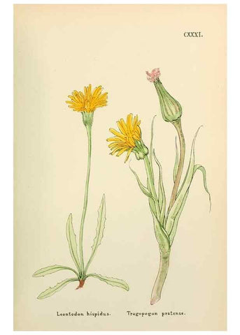 Reproducción/Reproduction 48591861642: Flowers of the Engadine.. Winchester,Printed for the Author by Warren and Son,1891.. 