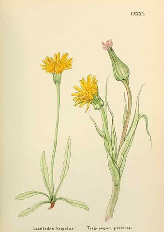 Reproducción/Reproduction 48591861642: Flowers of the Engadine.. Winchester,Printed for the Author by Warren and Son,1891.. 
