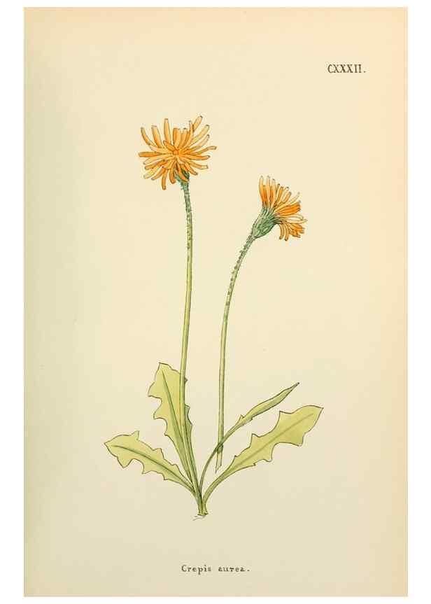 Reproducción/Reproduction 48591716581: Flowers of the Engadine.. Winchester,Printed for the Author by Warren and Son,1891.. 