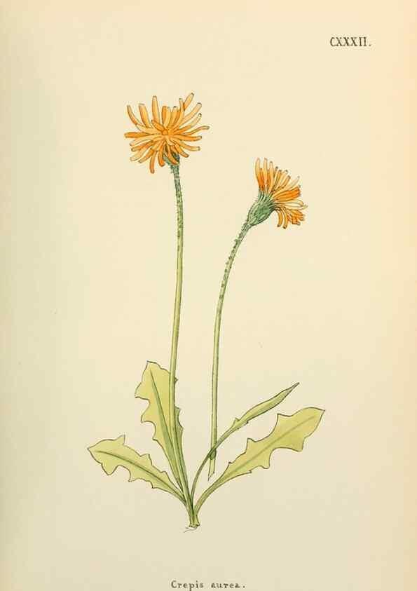 Reproducción/Reproduction 48591716581: Flowers of the Engadine.. Winchester,Printed for the Author by Warren and Son,1891.. 