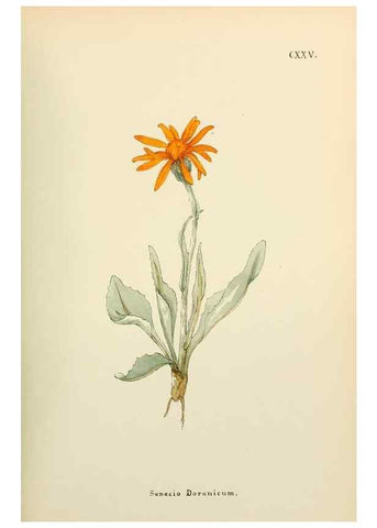 Reproducción/Reproduction 48591859457: Flowers of the Engadine.. Winchester,Printed for the Author by Warren and Son,1891.. 