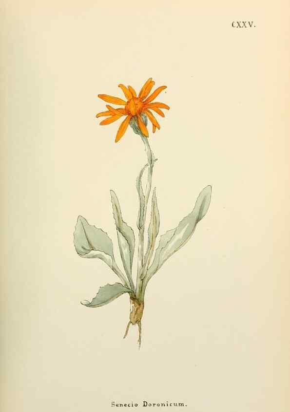 Reproducción/Reproduction 48591859457: Flowers of the Engadine.. Winchester,Printed for the Author by Warren and Son,1891.. 