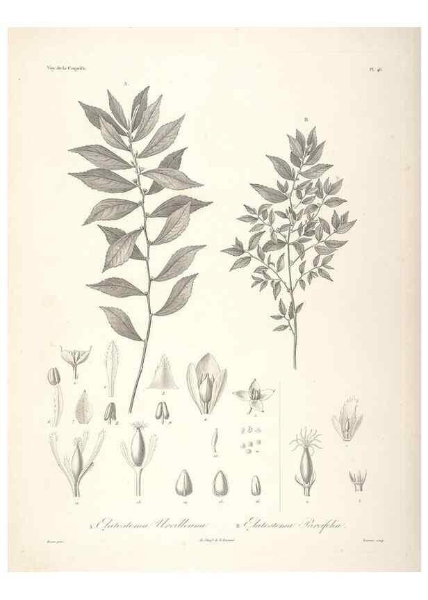 Reproducción/Reproduction 48347052826: Voyage autour du monde :. Paris :Arthus Bertrand,1825-1830 [i.e. 1838]. 
