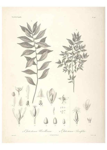 Reproducción/Reproduction 48347052826: Voyage autour du monde :. Paris :Arthus Bertrand,1825-1830 [i.e. 1838]. 
