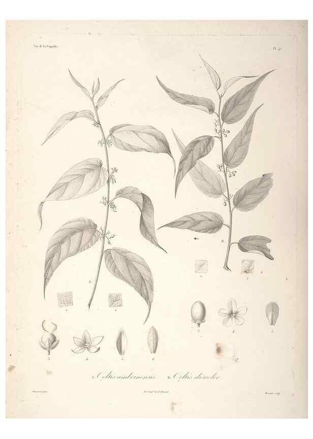 Reproducción/Reproduction 48347191292: Voyage autour du monde :. Paris :Arthus Bertrand,1825-1830 [i.e. 1838]. 