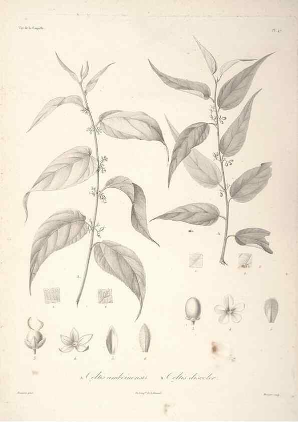 Reproducción/Reproduction 48347191292: Voyage autour du monde :. Paris :Arthus Bertrand,1825-1830 [i.e. 1838]. 