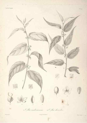 Reproducción/Reproduction 48347191292: Voyage autour du monde :. Paris :Arthus Bertrand,1825-1830 [i.e. 1838]. 