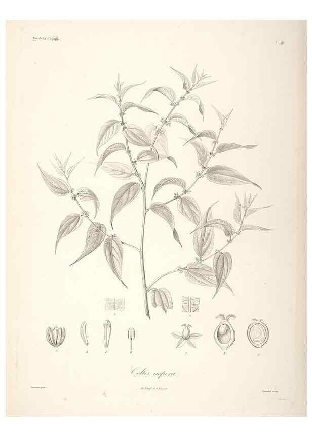 Reproducción/Reproduction 48347191757: Voyage autour du monde :. Paris :Arthus Bertrand,1825-1830 [i.e. 1838]. 