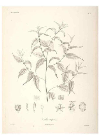Reproducción/Reproduction 48347191757: Voyage autour du monde :. Paris :Arthus Bertrand,1825-1830 [i.e. 1838]. 