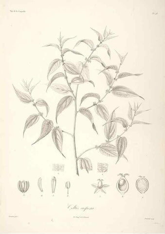 Reproducción/Reproduction 48347191757: Voyage autour du monde :. Paris :Arthus Bertrand,1825-1830 [i.e. 1838]. 