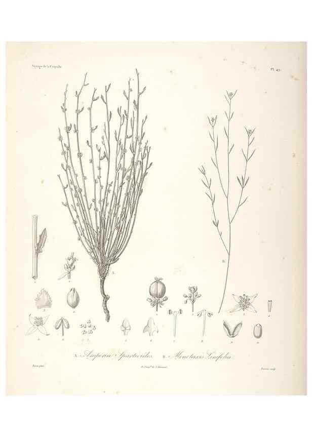 Reproducción/Reproduction 48347054231: Voyage autour du monde :. Paris :Arthus Bertrand,1825-1830 [i.e. 1838]. 