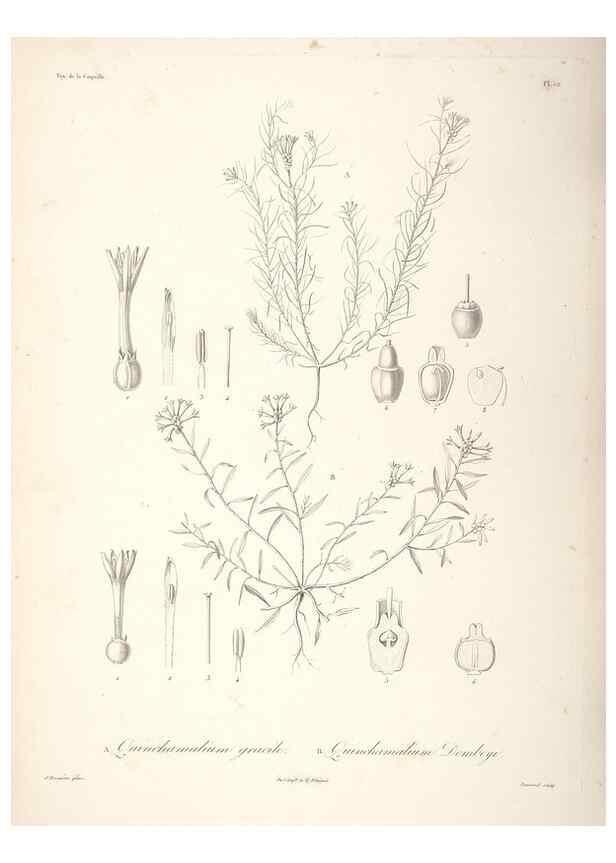 Reproducción/Reproduction 48347055611: Voyage autour du monde :. Paris :Arthus Bertrand,1825-1830 [i.e. 1838]. 