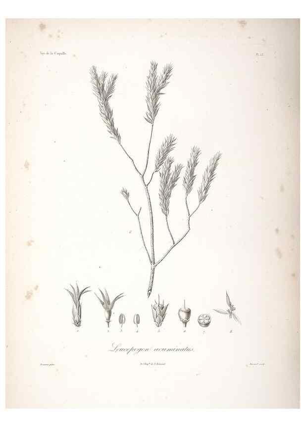 Reproducción/Reproduction 48347193862: Voyage autour du monde :. Paris :Arthus Bertrand,1825-1830 [i.e. 1838]. 