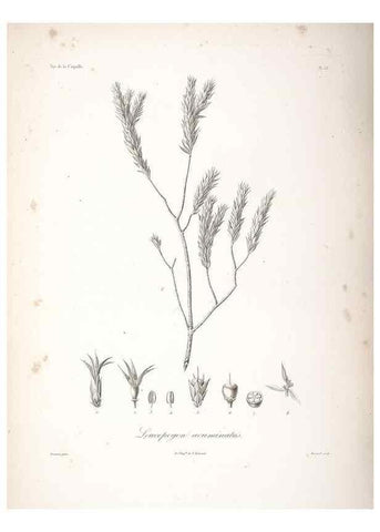 Reproducción/Reproduction 48347193862: Voyage autour du monde :. Paris :Arthus Bertrand,1825-1830 [i.e. 1838]. 