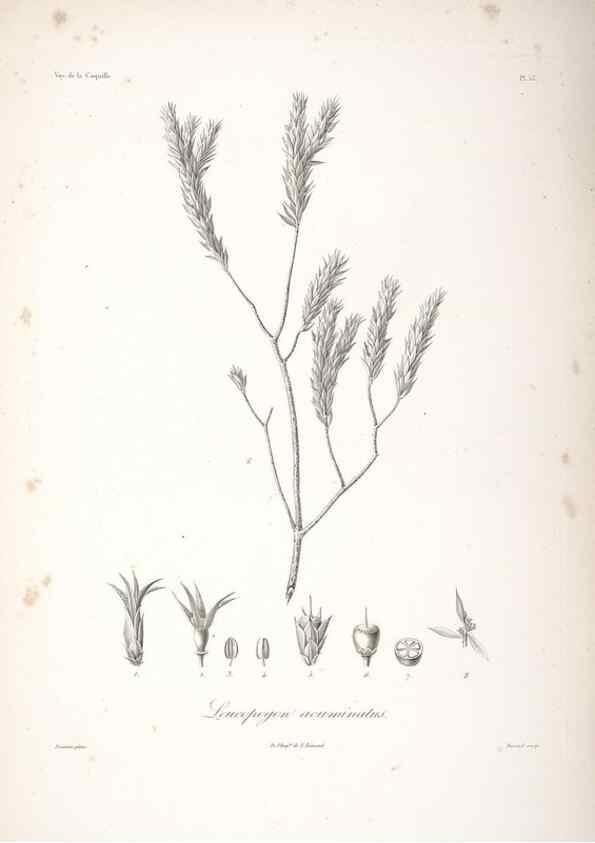 Reproducción/Reproduction 48347193862: Voyage autour du monde :. Paris :Arthus Bertrand,1825-1830 [i.e. 1838]. 