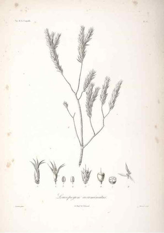 Reproducción/Reproduction 48347193862: Voyage autour du monde :. Paris :Arthus Bertrand,1825-1830 [i.e. 1838]. 
