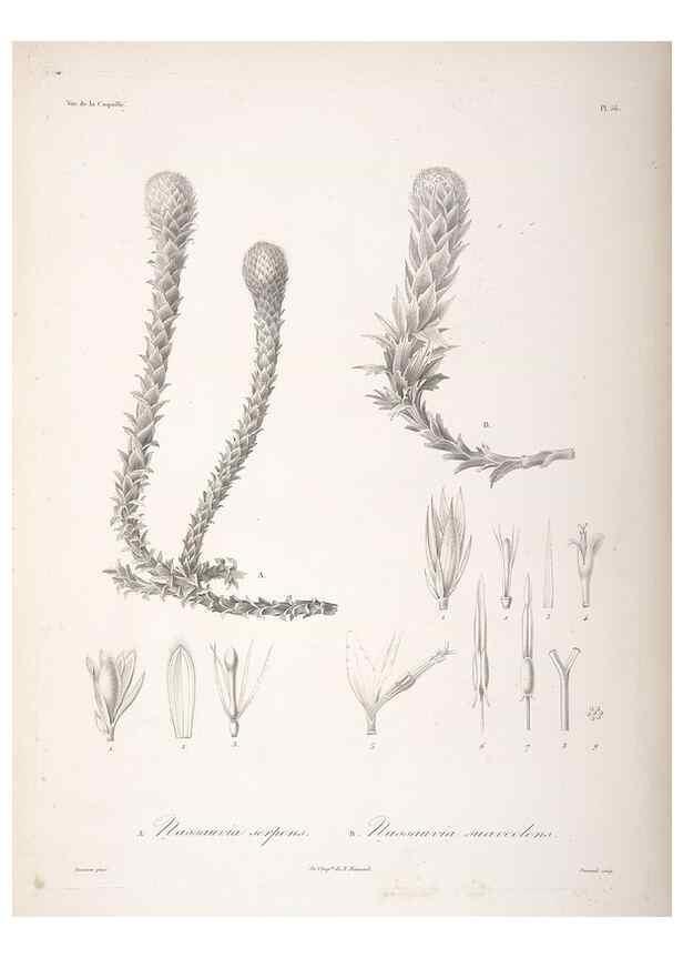 Reproducción/Reproduction 48347194672: Voyage autour du monde :. Paris :Arthus Bertrand,1825-1830 [i.e. 1838]. 
