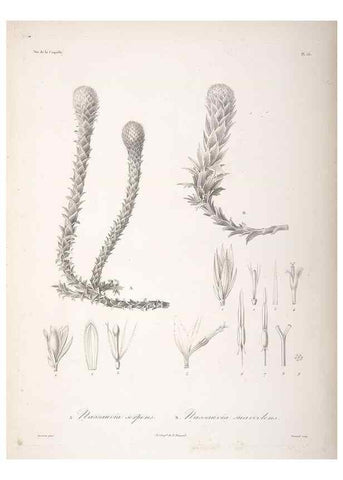 Reproducción/Reproduction 48347194672: Voyage autour du monde :. Paris :Arthus Bertrand,1825-1830 [i.e. 1838]. 