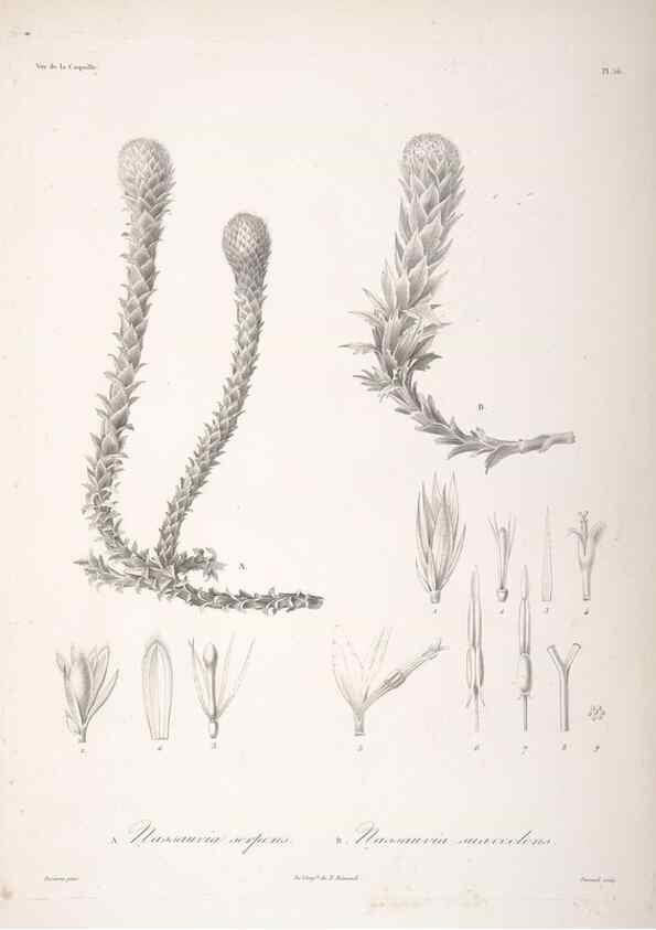 Reproducción/Reproduction 48347194672: Voyage autour du monde :. Paris :Arthus Bertrand,1825-1830 [i.e. 1838]. 