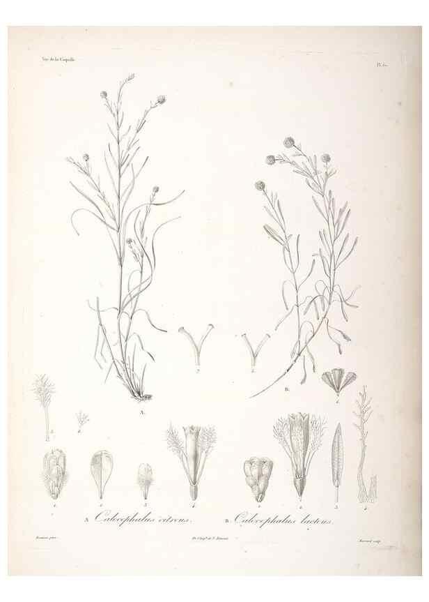 Reproducción/Reproduction 48347195462: Voyage autour du monde :. Paris :Arthus Bertrand,1825-1830 [i.e. 1838]. 