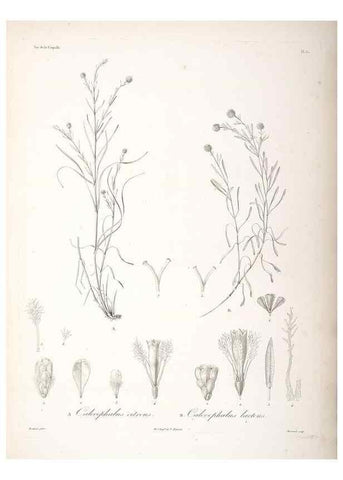 Reproducción/Reproduction 48347195462: Voyage autour du monde :. Paris :Arthus Bertrand,1825-1830 [i.e. 1838]. 