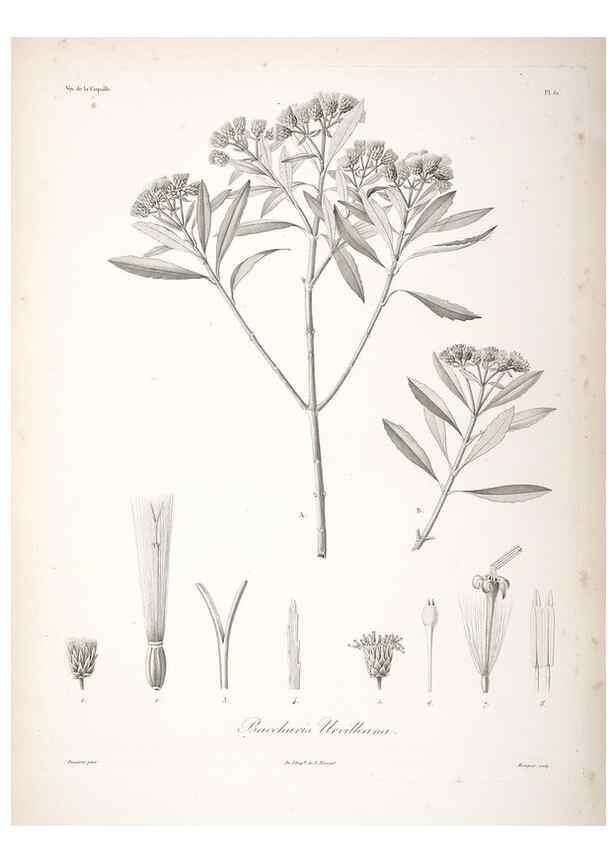 Reproducción/Reproduction 48347195852: Voyage autour du monde :. Paris :Arthus Bertrand,1825-1830 [i.e. 1838]. 