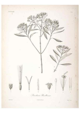 Reproducción/Reproduction 48347195852: Voyage autour du monde :. Paris :Arthus Bertrand,1825-1830 [i.e. 1838]. 