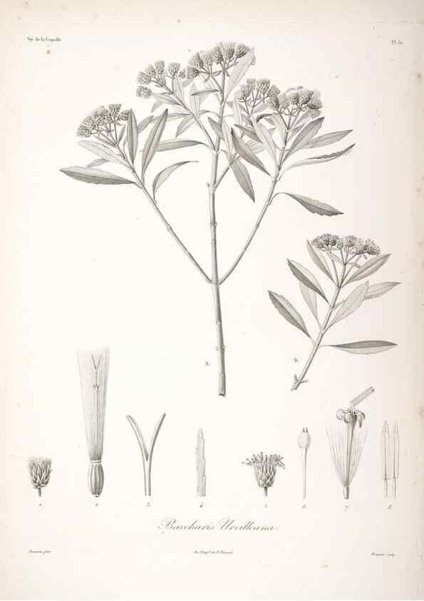 Reproducción/Reproduction 48347195852: Voyage autour du monde :. Paris :Arthus Bertrand,1825-1830 [i.e. 1838]. 