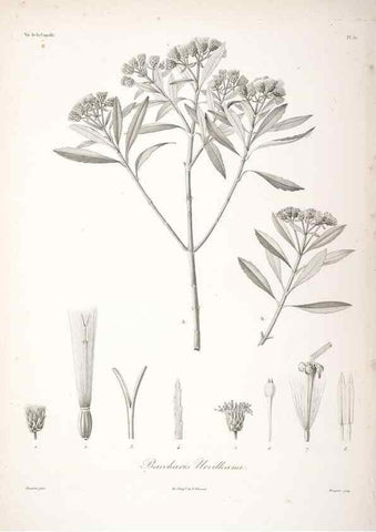 Reproducción/Reproduction 48347195852: Voyage autour du monde :. Paris :Arthus Bertrand,1825-1830 [i.e. 1838]. 