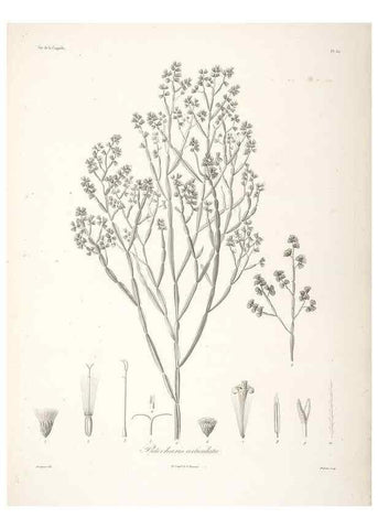 Reproducción/Reproduction 48347058551: Voyage autour du monde :. Paris :Arthus Bertrand,1825-1830 [i.e. 1838]. 
