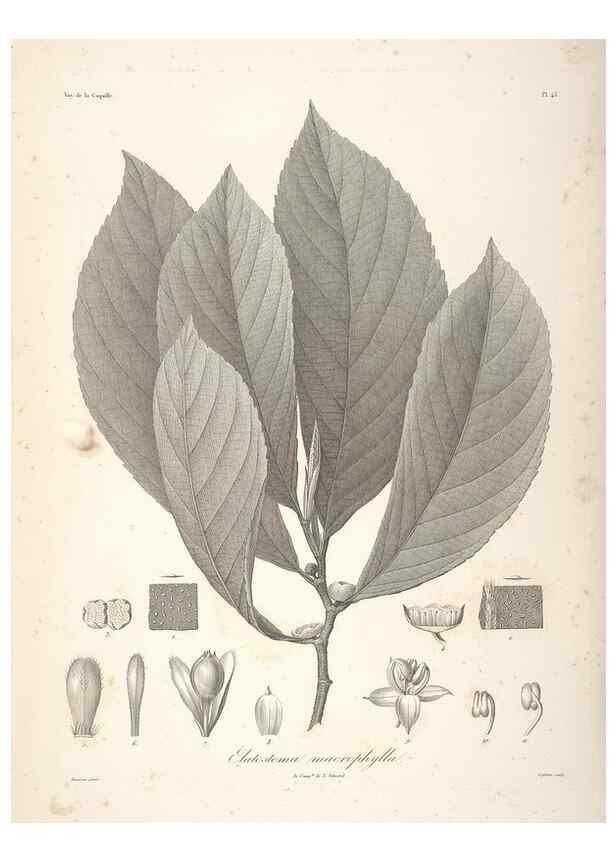 Reproducción/Reproduction 48347052416: Voyage autour du monde :. Paris :Arthus Bertrand,1825-1830 [i.e. 1838]. 