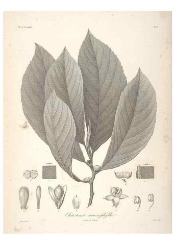 Reproducción/Reproduction 48347052416: Voyage autour du monde :. Paris :Arthus Bertrand,1825-1830 [i.e. 1838]. 