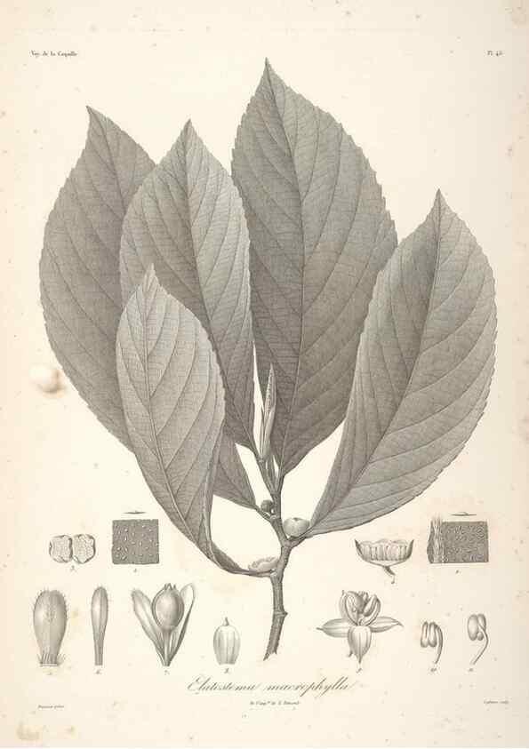 Reproducción/Reproduction 48347052416: Voyage autour du monde :. Paris :Arthus Bertrand,1825-1830 [i.e. 1838]. 