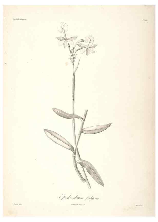 Reproducción/Reproduction 48347189577: Voyage autour du monde :. Paris :Arthus Bertrand,1825-1830 [i.e. 1838]. 