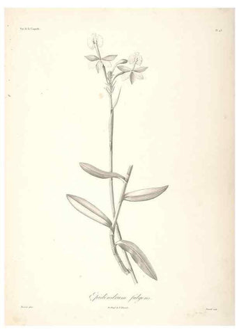 Reproducción/Reproduction 48347189577: Voyage autour du monde :. Paris :Arthus Bertrand,1825-1830 [i.e. 1838]. 