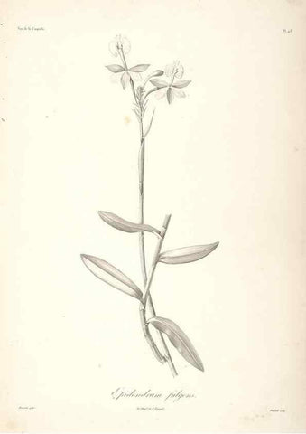 Reproducción/Reproduction 48347189577: Voyage autour du monde :. Paris :Arthus Bertrand,1825-1830 [i.e. 1838]. 