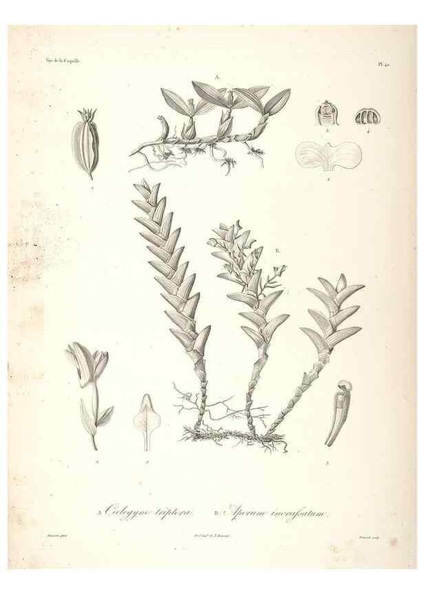 Reproducción/Reproduction 48347050891: Voyage autour du monde :. Paris :Arthus Bertrand,1825-1830 [i.e. 1838]. 