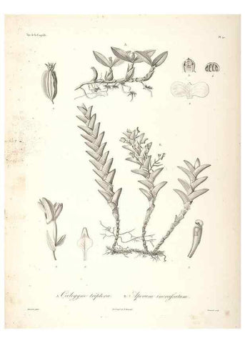 Reproducción/Reproduction 48347050891: Voyage autour du monde :. Paris :Arthus Bertrand,1825-1830 [i.e. 1838]. 